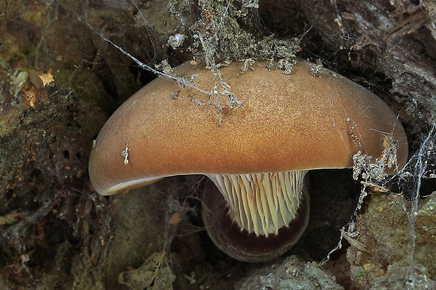 čechračka tmavohlúbiková Tapinella atrotomentosa (Batsch) Šutara