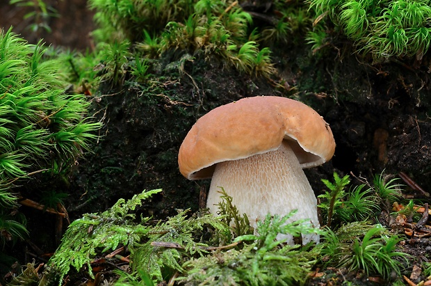 hríb smrekový Boletus edulis Bull.