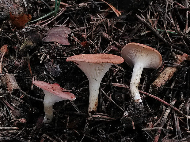 strmuľka lievikovitá Clitocybe gibba (Pers.) P. Kumm.