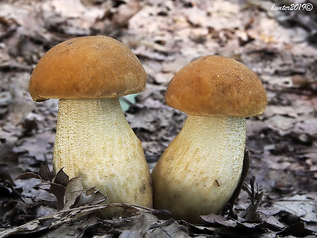 kozák žltopórový Leccinellum crocipodium (Letell.) Della Maggiora & Trassinelli