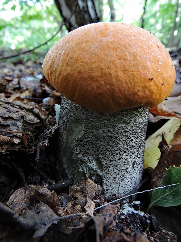 kozák žltooranžový Leccinum versipelle (Fr. & Hök) Snell