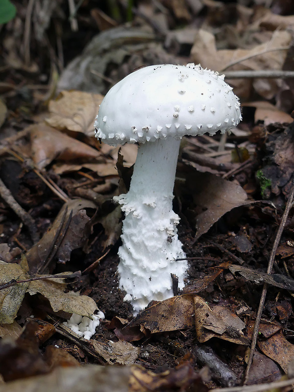 muchotrávka ostnatá Amanita echinocephala (Vittad.) Quél.