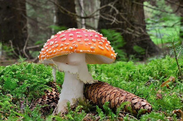 muchotrávka červená Amanita muscaria (L.) Lam.