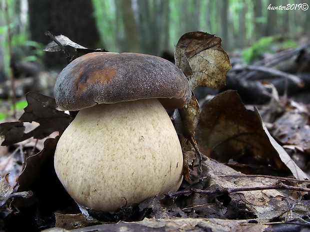 hríb bronzový Boletus aereus Bull. ex Fr.