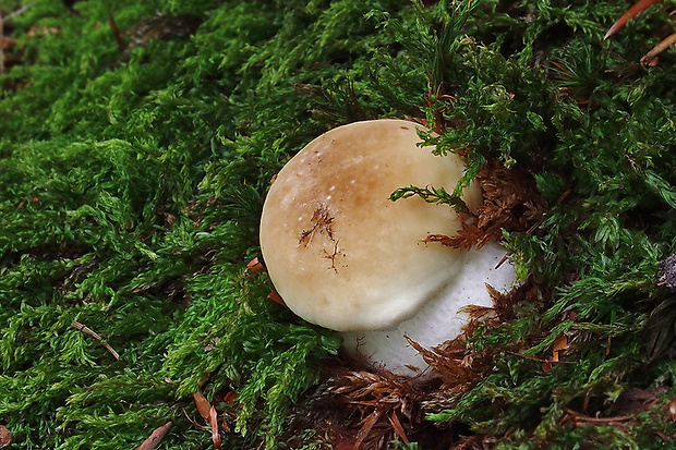 hríb smrekový Boletus edulis Bull.