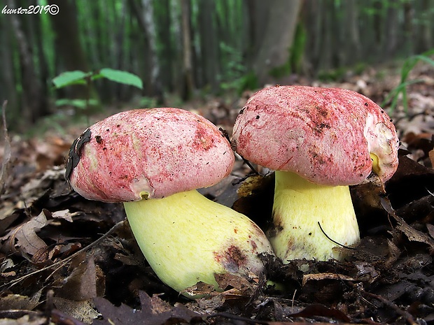 hríb kráľovský Butyriboletus regius (Krombh.) D. Arora & J.L. Frank