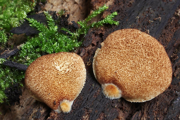 pahliva šafranová Crepidotus crocophyllus (Berk.) Sacc.