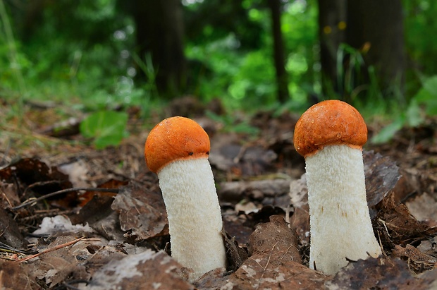 kozák osikový Leccinum albostipitatum den Bakker & Noordel.