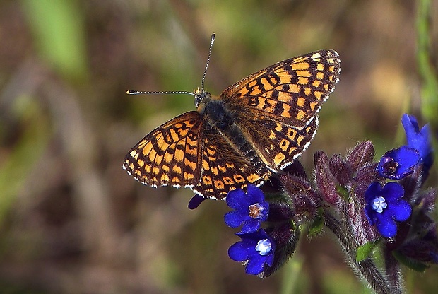 hnedáčik mriežkovaný (sk) / hnědásek kostkovaný (cz) Melitaea cinxia Linnaeus, 1758