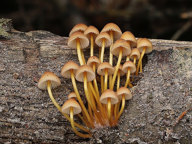 prilbička žltohlúbiková Mycena renati Quél.