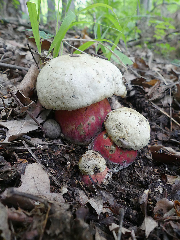 hríb satanský Rubroboletus satanas f. satanas (Lenz) Kuan Zhao & Zhu L. Yang