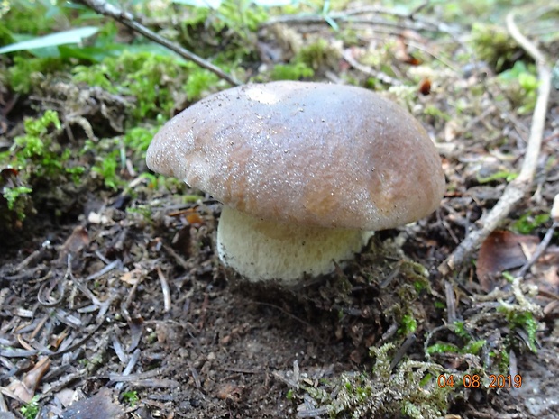 hríb smrekový Boletus edulis Bull.