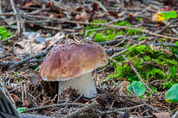 hríb smrekový Boletus edulis Bull.