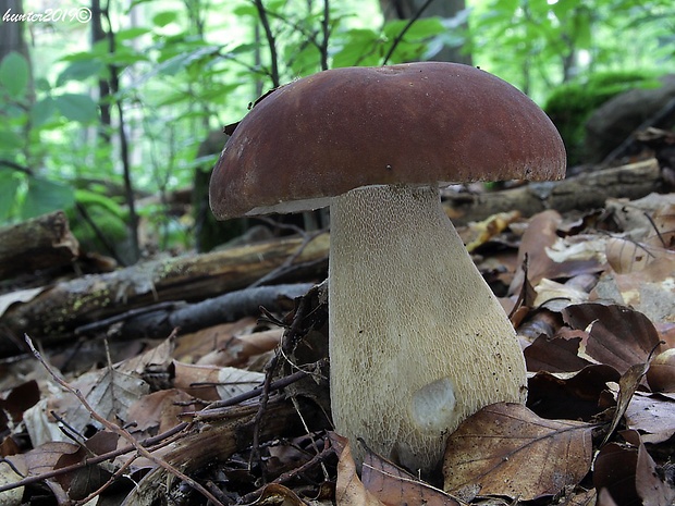 hríb dubový Boletus reticulatus Schaeff.