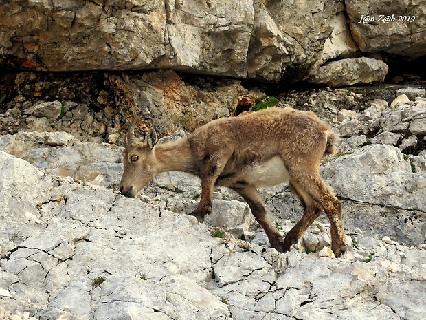 kozorožec alpský  Capra ibex ibex