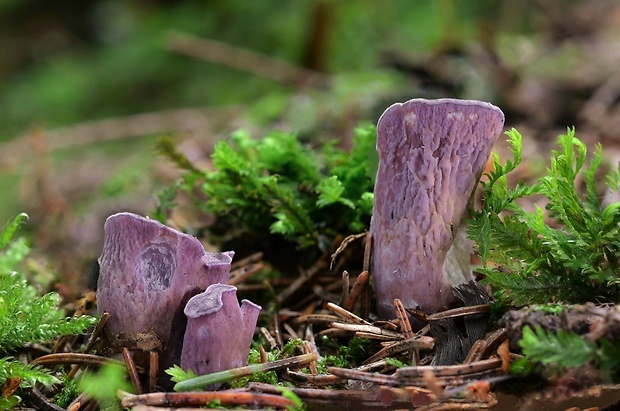 lievikovec kyjakovitý Gomphus clavatus (Pers.) Gray