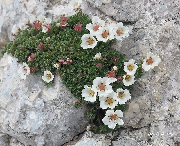 nátržník clusiov Potentilla clusiana Jacq.