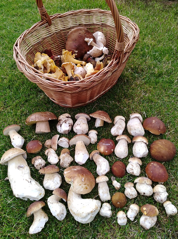 hríb smrekový Boletus edulis Bull.