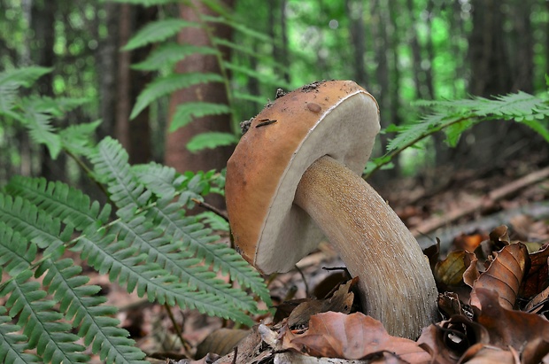 hríb smrekový Boletus edulis Bull.