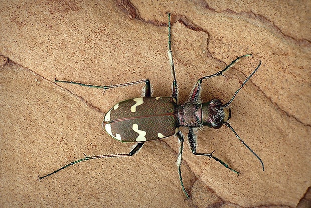 svižník hôrny (sk) / svižník lesomil (cz) Cicindela sylvicola Dejean in Latreille et Dejean, 1822