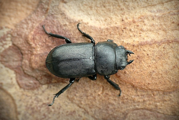 roháčik obyčajný (sk) / roháček kozlík (cz) Dorcus parallelipipedus Linnaeus, 1758