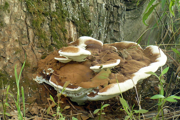 lesklokôrovka plochá Ganoderma applanatum (Pers.) Pat.