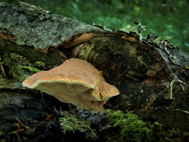 hlinovec červenkastý Hapalopilus rutilans (Pers.) Murrill