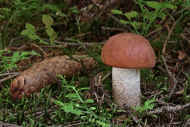 kozák smrekový Leccinum piceinum Pilát & Dermek