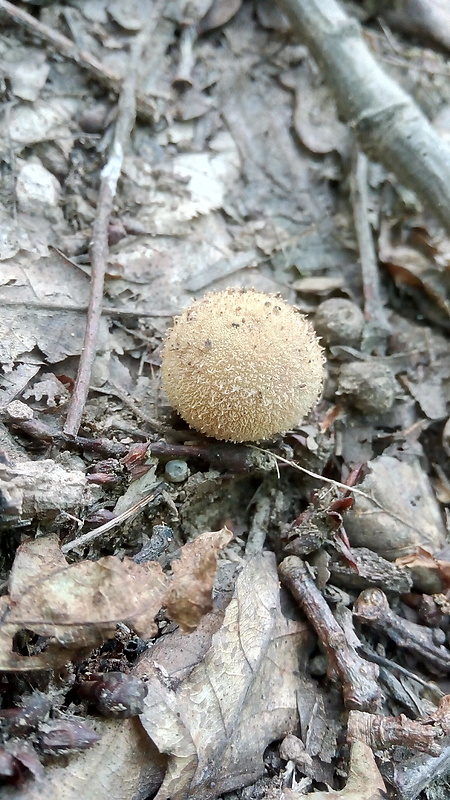 prášnica pichliačová Lycoperdon echinatum Pers.