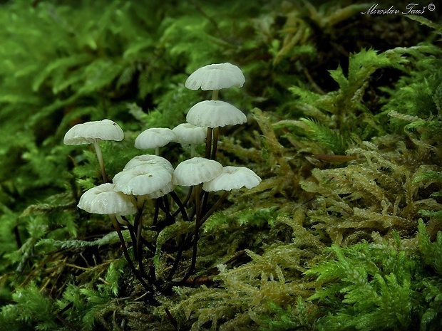 tanečnica golieriková Marasmius rotula (Scop.) Fr.