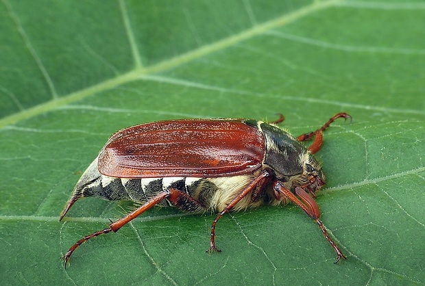 chrúst obyčajný (sk) / chroust obecný (cz) Melolontha melolontha Linnaeus, 1758