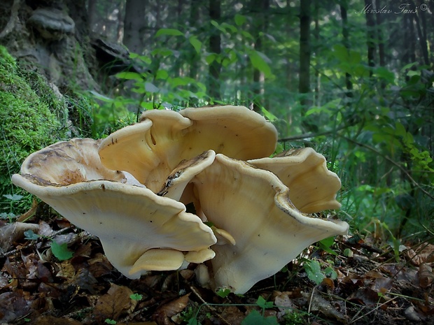 vejárovec obrovský Meripilus giganteus (Pers.) P. Karst.