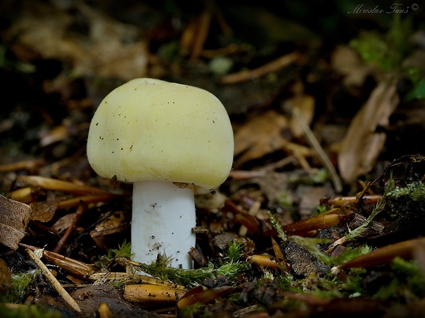 plávka fialovohlúbiková Russula violeipes Quél.