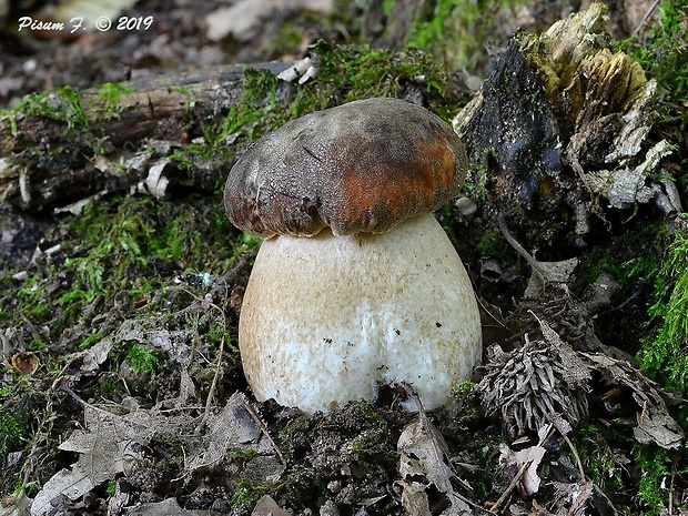 hríb bronzový Boletus aereus Bull. ex Fr.