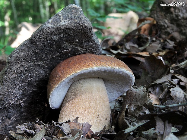 hríb dubový Boletus reticulatus Schaeff.