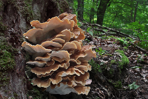 vejárovec obrovský Meripilus giganteus (Pers.) P. Karst.