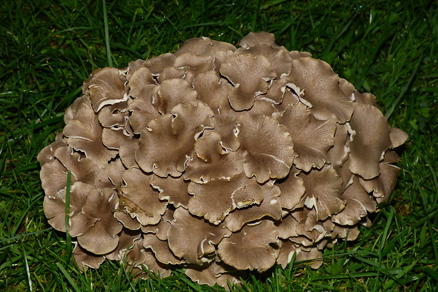 trúdnik klobúčkatý Polyporus umbellatus (Pers.) Fr.