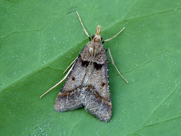 vijačka vrbovková Stemmatophora brunnealis