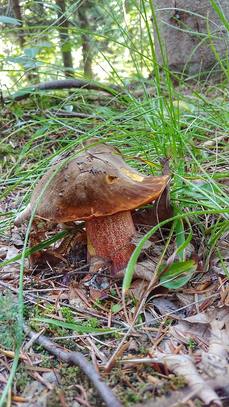 hríb zrnitohlúbikový Sutorius luridiformis (Rostk.) G. Wu & Zhu L. Yang