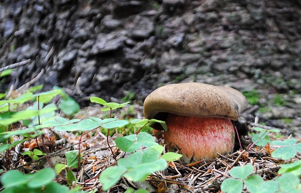 hríb zrnitohlúbikový Sutorius luridiformis (Rostk.) G. Wu & Zhu L. Yang