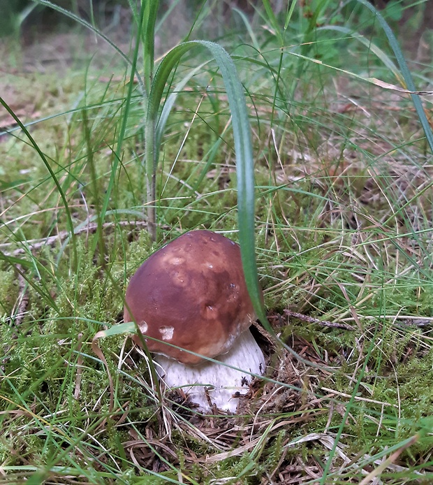 hríb smrekový Boletus edulis Bull.