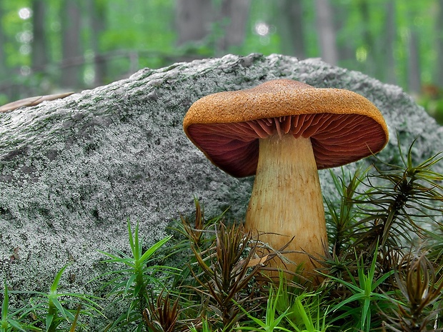 pavučinovec hnedočervený Cortinarius purpureus (Bull.) Bidaud, Moënne-Locc. & Reumaux