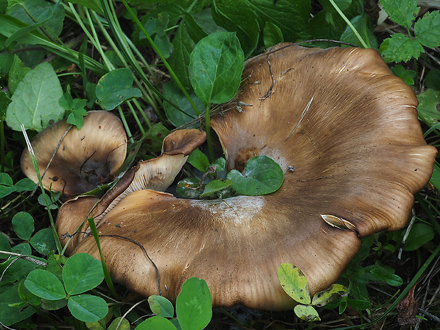 lastúrka lopatkovitá Hohenbuehelia petaloides (Bull.) Schulzer