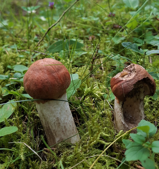 kozák smrekový Leccinum piceinum Pilát & Dermek