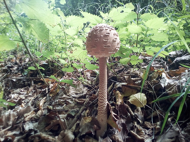 bedľa vysoká Macrolepiota procera (Scop.) Singer