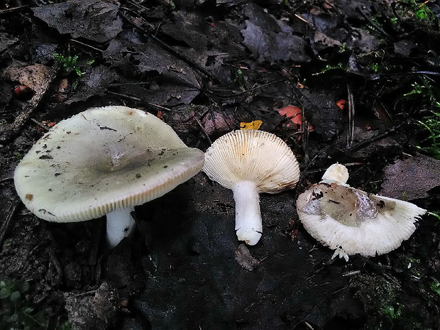 plávka olivovomodrastá Russula cf. medullata Romagn.