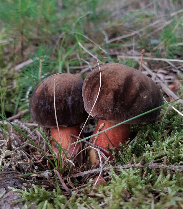 hríb zrnitohlúbikový Sutorius luridiformis (Rostk.) G. Wu & Zhu L. Yang