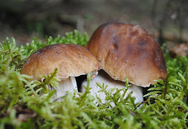 hríb smrekový Boletus edulis Bull.