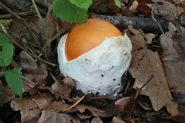 muchotrávka cisárska Amanita caesarea (Scop.) Pers.