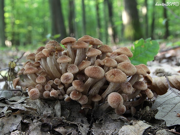 podpňovka bezprsteňová Armillaria socialis (DC.) Fayod